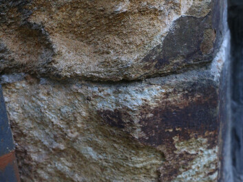 This close-up shows pitting and weathering of the Grytdal stone in the cathedral walls. Geologist Per Storemyr described the stone as “literally rusting to pieces” and that it should have never been used as building stone. (Photo: Nancy Bazilchuk/NTNU) This close-up shows pitting and weathering of the Grytdal stone in the cathedral walls. Geologist Per Storemyr described the stone as “literally rusting to pieces” and that it should have never been used as building stone. (Photo: Nancy Bazilchuk/NTNU)