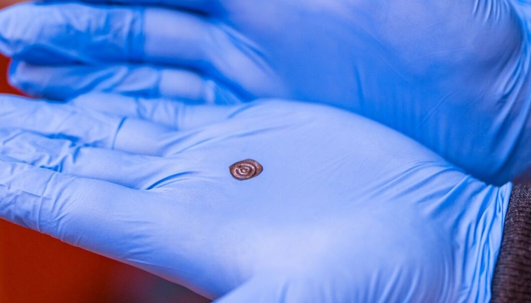 A bracteate weighing 0.085 grams. By comparison, a modern-day Norwegian krone weighs 4.35 grams, more than 50 times as much. (Photo: Julie Gloppe Solem, NTNU) A bracteate weighing 0.085 grams. By comparison, a modern-day Norwegian krone weighs 4.35 grams, more than 50 times as much. (Photo: Julie Gloppe Solem, NTNU)