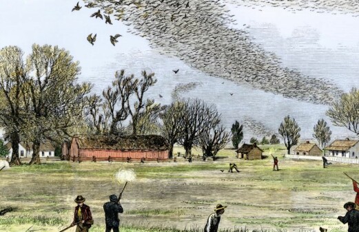 Why the passenger pigeon died out