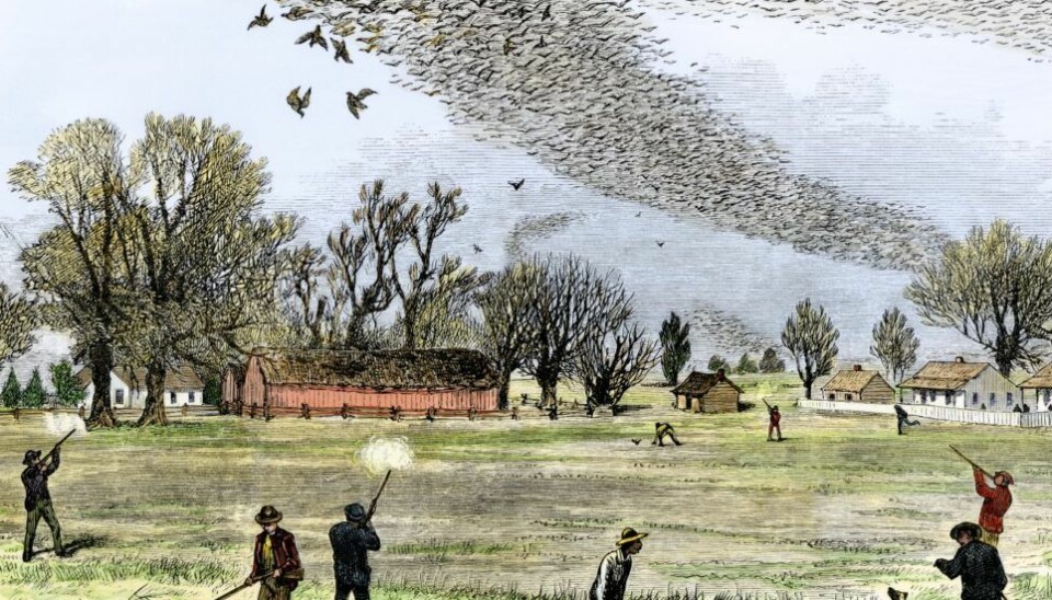 This illustration shows how passenger pigeons were shot in huge numbers by Europeans. (Illustration: Smith Bennett, Creative Commons)