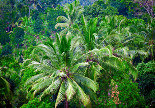 Both rainforest and peasants need protection