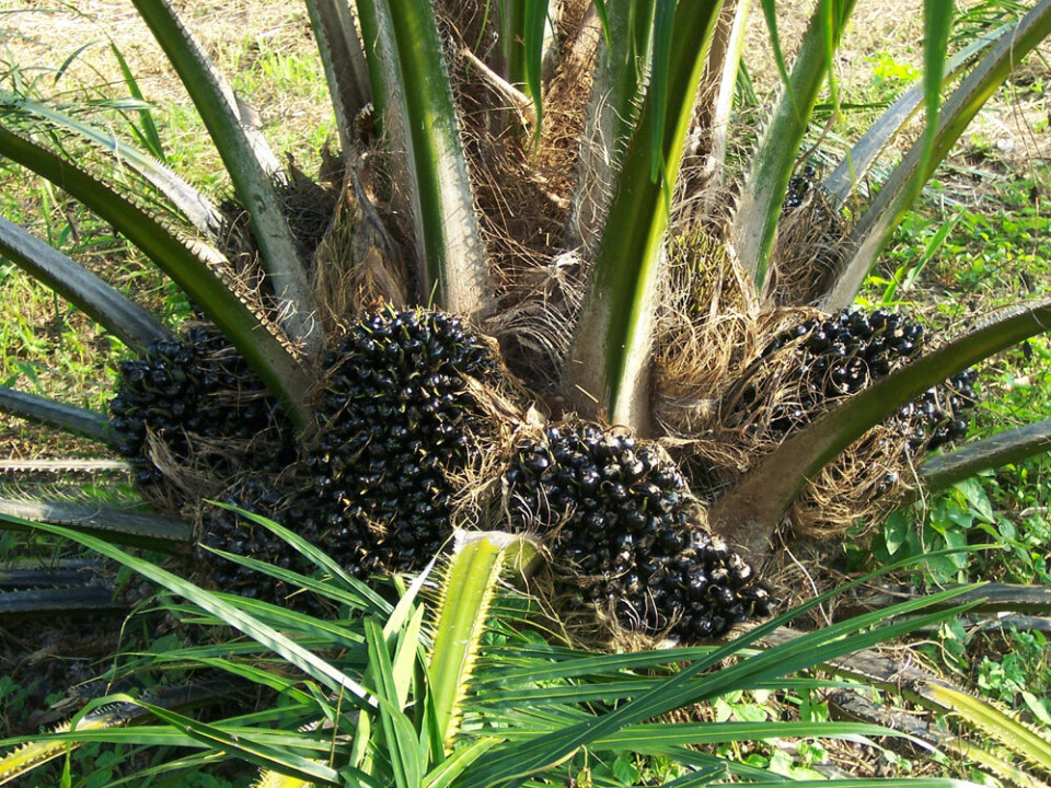 Is oil palm plantations part of the rainforest? (Photo: Colourbox)