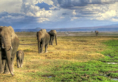 Elephants outside the national park are more stressed