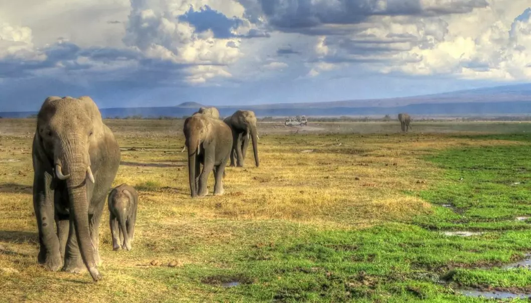 African elephants. (Photo: Trine Hay Setsaas)