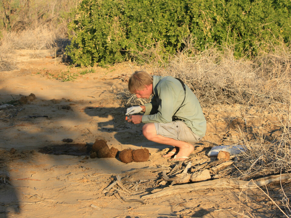 Louis Hunninck, PhD student at NTNU, collecting samples of elephant dung for analysis. The method has, as opposed to traditional blood sampling, very little impact on the animals. (Photo: Iris Hagvåg Ringstad, NTNU)