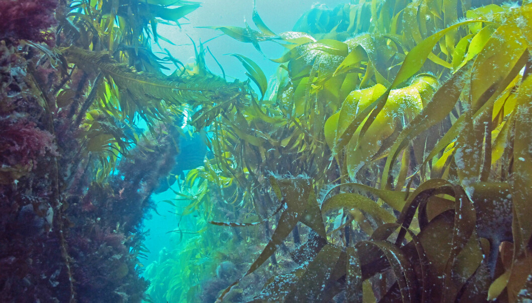 Kelp is a macroalgae that form underwater forests, or so called “blue forests”. They play a key role in marine ecosystems by supplying food and shelter for many species of crustaceans, fish, seabirds and mammals. Here, an exuberant tangle kelp forest (Laminaria hyperborea). (Photo: NIVA/J. Gitmark)