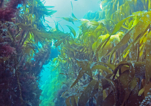 Will climate change affect Norwegian kelp forests in a positive way?