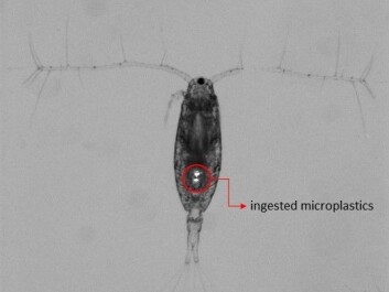 The image shows a copepod with fluorescent microplastics in its stomach. (Photo: Renske Vroom / Akvaplan-niva) The image shows a copepod with fluorescent microplastics in its stomach. (Photo: Renske Vroom / Akvaplan-niva)