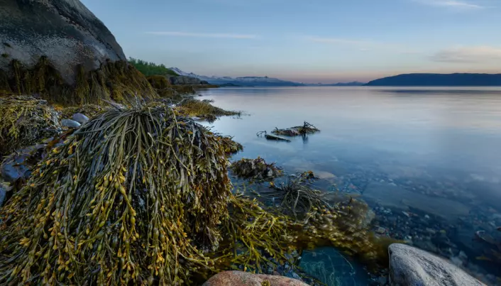 How Nordic marine forests can help fight climate change