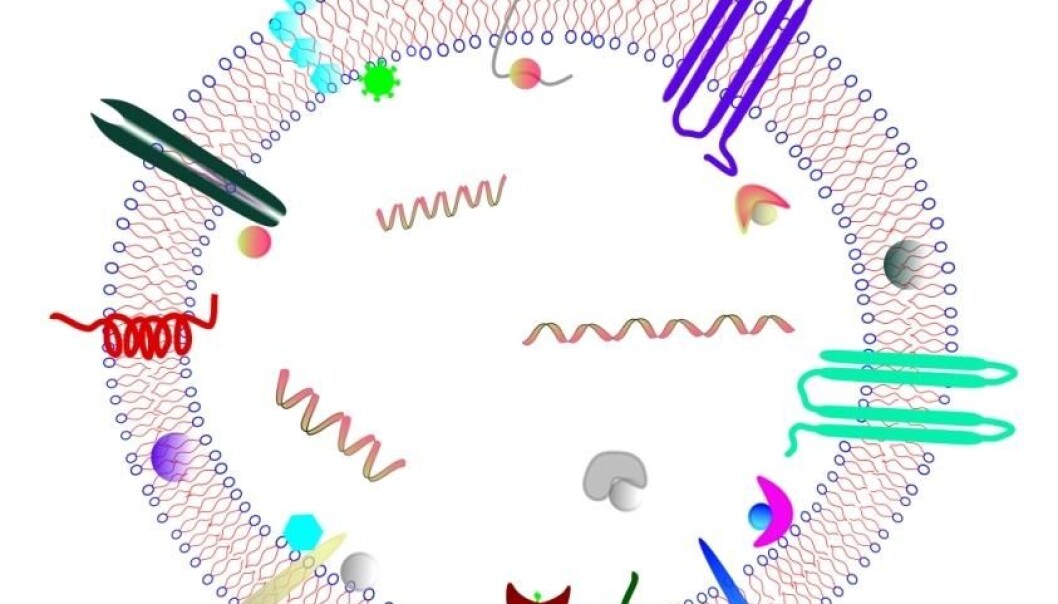 The answer may lie in vesicles. Here is a schematic drawing of a microvesicle. (Illustration: Santosh Phuyal) The answer may lie in vesicles. Here is a schematic drawing of a microvesicle. (Illustration: Santosh Phuyal)