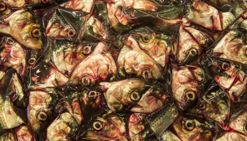 Bringing fish heads and bones back to the dinner table