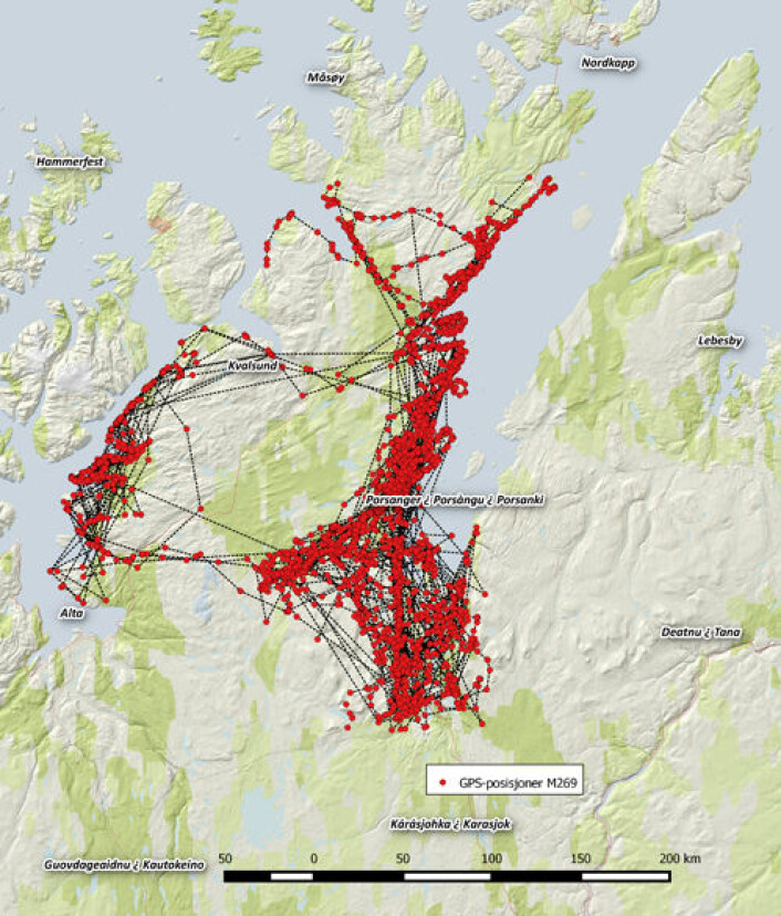 Kartet viser den registrerte vandringen til hanngaupa M269, som i løpet av 2011 benyttet et leveområde på størrelse med Akershus fylke, fra Porsanger og Alta i sør, til Nordkapp i nord. (Foto: (Illustrasjon: Scandlynx)) Kartet viser den registrerte vandringen til hanngaupa M269, som i løpet av 2011 benyttet et leveområde på størrelse med Akershus fylke, fra Porsanger og Alta i sør, til Nordkapp i nord. (Foto: (Illustrasjon: Scandlynx))