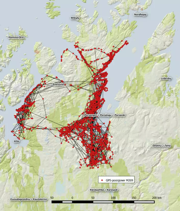 Kartet viser den registrerte vandringen til hanngaupa M269, som i løpet av 2011 benyttet et leveområde på størrelse med Akershus fylke, fra Porsanger og Alta i sør, til Nordkapp i nord. (Foto: (Illustrasjon: Scandlynx))