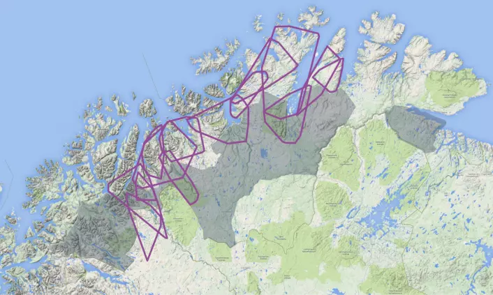 Kartet viser et utvalg årlige leveområder (lilla polygon) for voksne hunngauper fulgt med GPS-sendere i Troms og Finnmark fra 2007-2013. De grå områdene er gaupeprioriterte områder (A-område) mens områdene uten farge er prioritert for beite. (Foto: (Illustrasjon: Scandlynx))