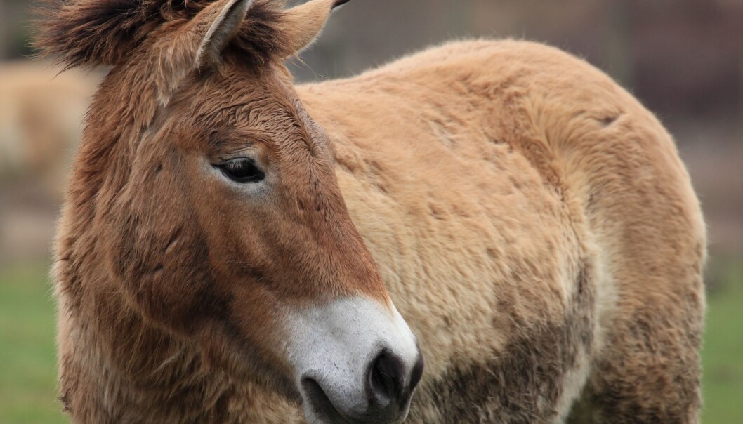 Przewalski-hestene er reddet fra total utryddelse. Det har imidlertid satt seg tydelige spor i arvemassen at de har vært så tett på å dø ut, viser ny dansk forskning. (Illustrasjonsfoto: Microstock) Przewalski-hestene er reddet fra total utryddelse. Det har imidlertid satt seg tydelige spor i arvemassen at de har vært så tett på å dø ut, viser ny dansk forskning. (Illustrasjonsfoto: Microstock)