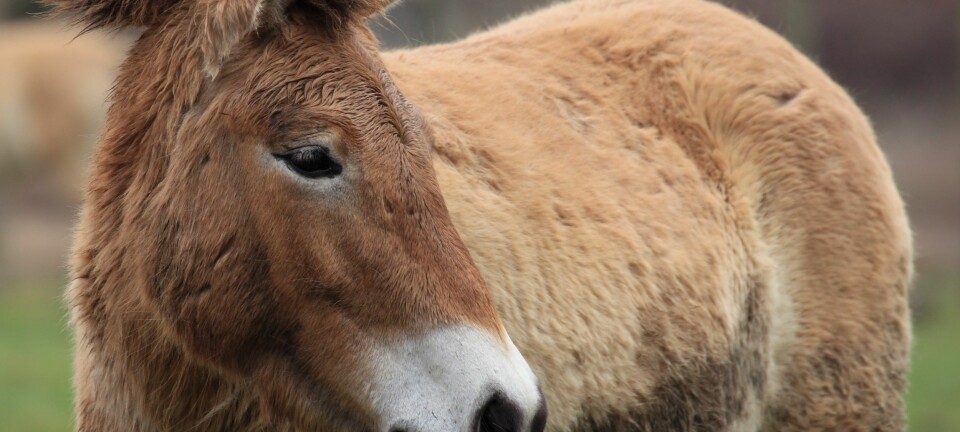 Przewalski-hestene er reddet fra total utryddelse. Det har imidlertid satt seg tydelige spor i arvemassen at de har vært så tett på å dø ut, viser ny dansk forskning. (Illustrasjonsfoto: Microstock)