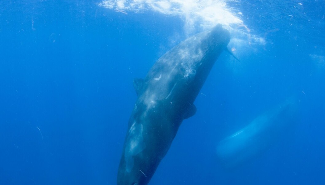 En spermhval dykker dypt. Denne hvalen lagrer mer oksygen i musklene enn mennesker. (Foto: Reuters)
