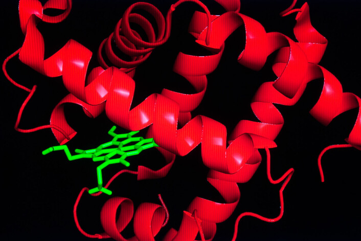 Proteinet myoglobin (rødt) har en lomme for å lagre hem (grønt). Molekylet hem sørger for at myoglobin og hemoglobin kan transportere oksygen. (Foto: Jeff Fitlow/Rice University)