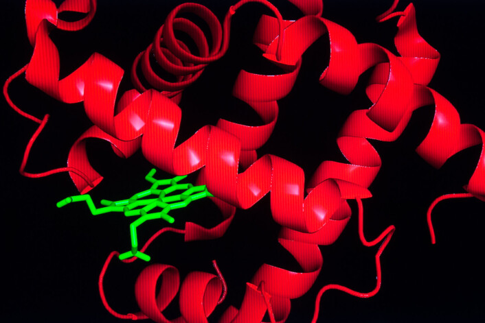 Proteinet myoglobin (rødt) har en lomme for å lagre hem (grønt). Molekylet hem sørger for at myoglobin og hemoglobin kan transportere oksygen. (Foto: Jeff Fitlow/Rice University) Proteinet myoglobin (rødt) har en lomme for å lagre hem (grønt). Molekylet hem sørger for at myoglobin og hemoglobin kan transportere oksygen. (Foto: Jeff Fitlow/Rice University)
