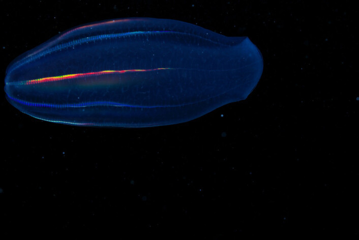 Maneten Beroe cucumis lyser opp i mørketidshavet på Svalbard. Den både produserer sitt eget lys, samt reflekterer fra andre. (Foto: Geir Johnsen, NTNU) Maneten Beroe cucumis lyser opp i mørketidshavet på Svalbard. Den både produserer sitt eget lys, samt reflekterer fra andre. (Foto: Geir Johnsen, NTNU)