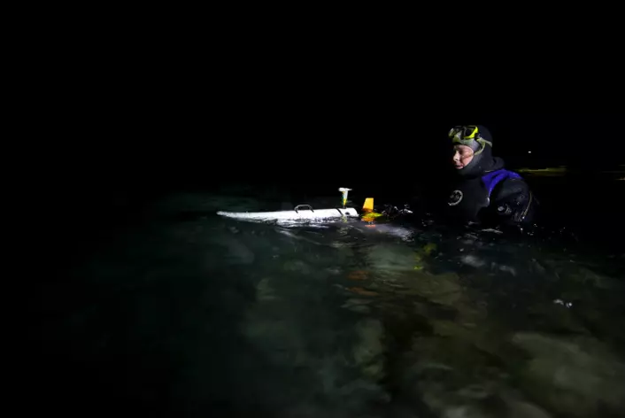 Professor Jørgen Berge dykker rett under havoverflata med undervannskamera. (Foto: Geir Johnsen, NTNU)