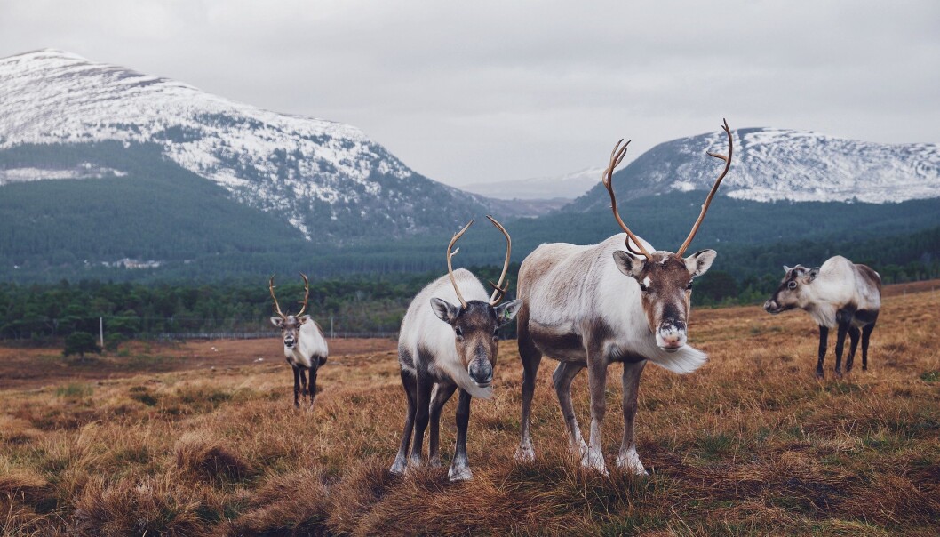 How many deer need to be tested before we can determine whether a population is infected or not with CWD? (Photo: Joe Green on Unsplash) How many deer need to be tested before we can determine whether a population is infected or not with CWD? (Photo: Joe Green on Unsplash)