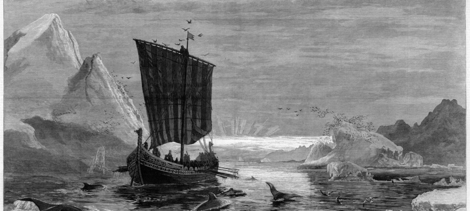 Hvorfor dro folk hele den lange veien over Atlanterhavet for å flytte til det marginale området som Grønland i middelalderen? Var det mulighetene for å tjene penger på de ettertraktede hvalrosstennene som drev dem?  (Illustrasjon: Mary Evans Picture)