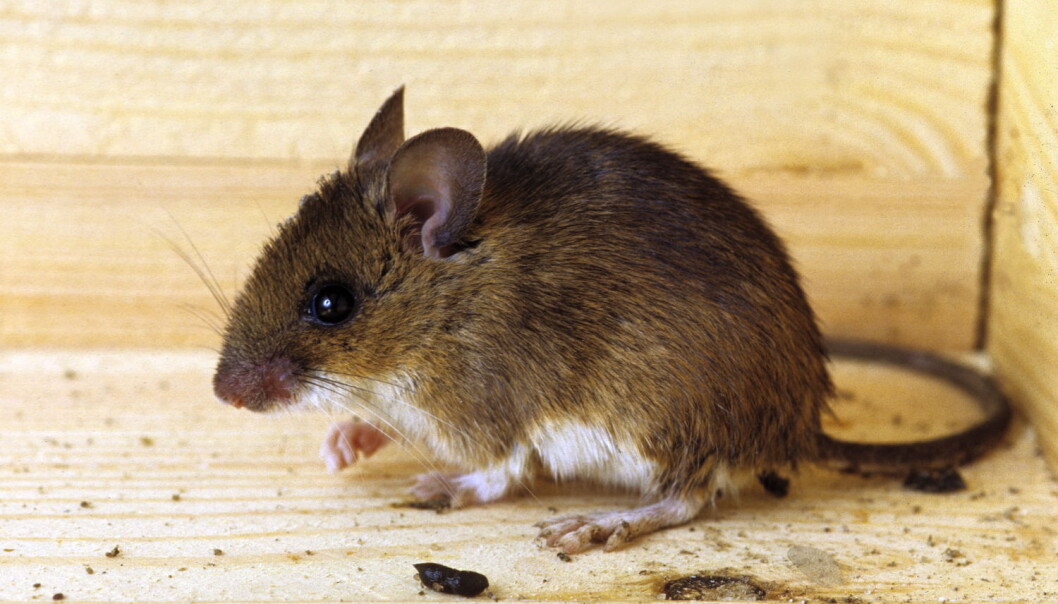 Forskere har kartlagt bakteriegenene i muselort som kan brukes til å finne ut mer om hvordan sykdommer oppstår. (Foto: Steen Agger, Scanpix Denmark) Forskere har kartlagt bakteriegenene i muselort som kan brukes til å finne ut mer om hvordan sykdommer oppstår. (Foto: Steen Agger, Scanpix Denmark)