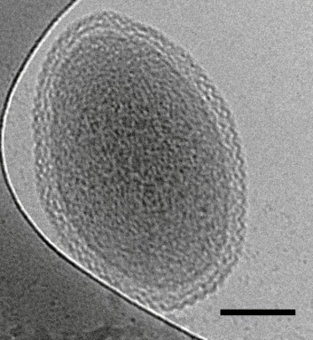Bilde av en bitteliten bakteriecelle, tatt ved hjelp av elektronmikroskopi. Linjen som viser skalaen er 100 nanometer lang. (Foto: Birgit Luef, UC Berkeley, NTNU)