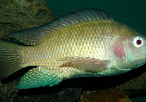 Developing new genomic resources for Nile tilapia fish breeding