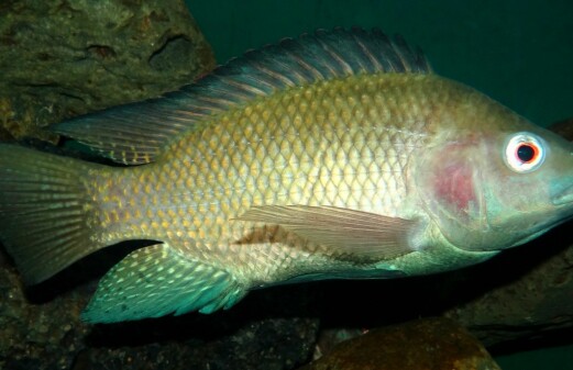 Developing new genomic resources for Nile tilapia fish breeding