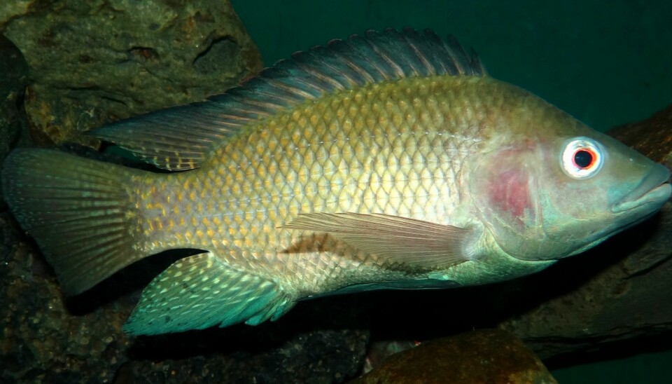 Tilapia is the second most produced aquaculture species in the world, after carp. (Photo: Wikipedia)