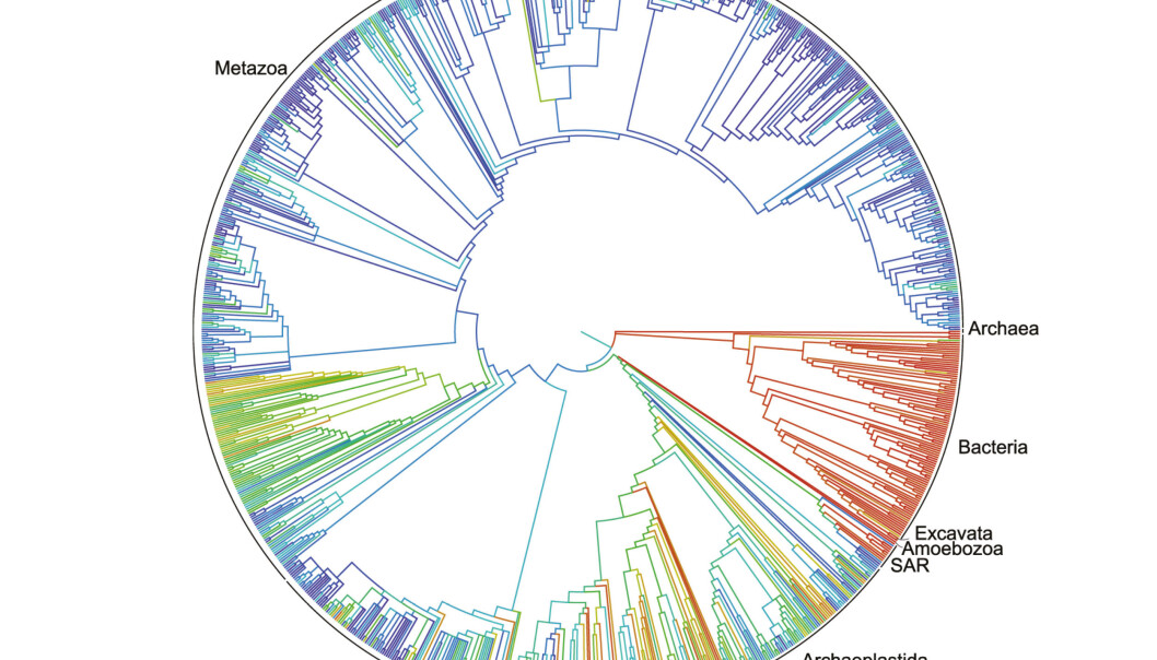 Visualiseringa er delt inn i Metazoa (dyreriket), Fungi (sopp), Archaeplastida (planteriket), Archae (arkebakterier) og Bacteria (bakterier). (Foto: Duke University) Visualiseringa er delt inn i Metazoa (dyreriket), Fungi (sopp), Archaeplastida (planteriket), Archae (arkebakterier) og Bacteria (bakterier). (Foto: Duke University)