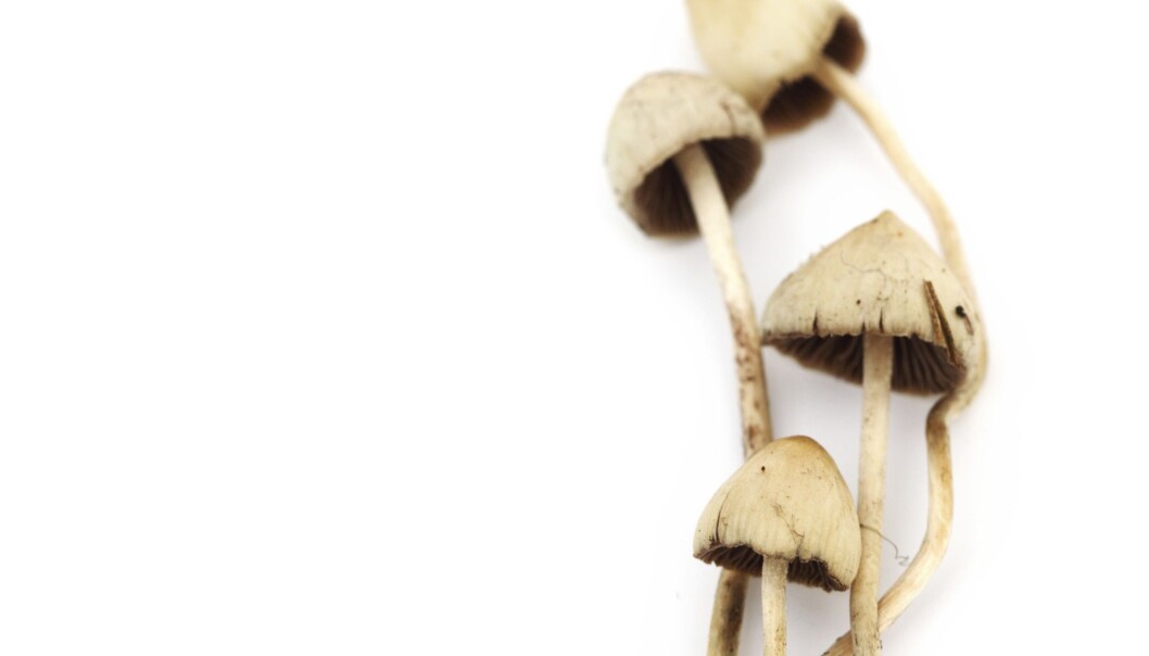 Det er ikke dokumentert at fleinsopp og LSD øker risiko for problemer med mental helse, mener Pål-Ørjan Johansen og Teri Krebs. (Illustrasjonsfoto: Microstock) Det er ikke dokumentert at fleinsopp og LSD øker risiko for problemer med mental helse, mener Pål-Ørjan Johansen og Teri Krebs. (Illustrasjonsfoto: Microstock)