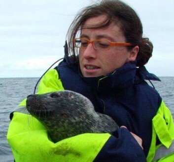 Virginie Ramasco har skrevet doktorgradsavhandling om beitemønsteret til steinkobben i Porsangerfjorden. (Foto: Michael Poltermann, Havforskningsinstituttet) Virginie Ramasco har skrevet doktorgradsavhandling om beitemønsteret til steinkobben i Porsangerfjorden. (Foto: Michael Poltermann, Havforskningsinstituttet)
