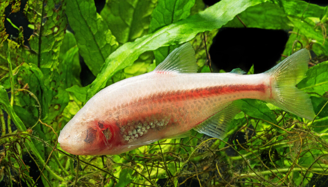 Den ene varianten av den meksikanske fisken Astyanax mexicanus som bor i mørke grotter, har mistet øynene sine. (Illustrasjonsfoto: Microstock) Den ene varianten av den meksikanske fisken Astyanax mexicanus som bor i mørke grotter, har mistet øynene sine. (Illustrasjonsfoto: Microstock)