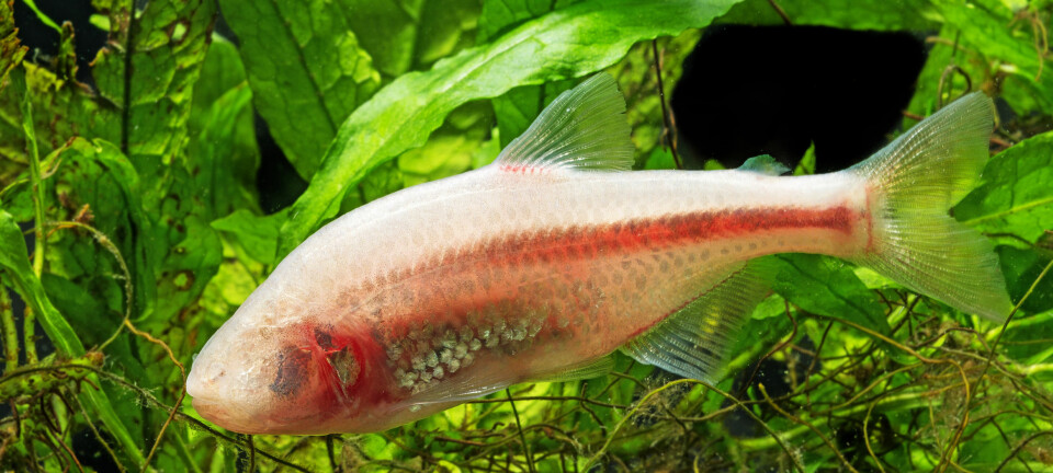 Den ene varianten av den meksikanske fisken Astyanax mexicanus som bor i mørke grotter, har mistet øynene sine.  (Illustrasjonsfoto: Microstock)