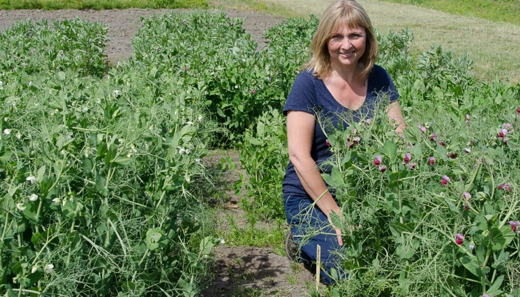 Forsker Ingunn Vågen jakter på belgvekster som kan erstatte soya. (Foto: Morten Günther) Forsker Ingunn Vågen jakter på belgvekster som kan erstatte soya. (Foto: Morten Günther)