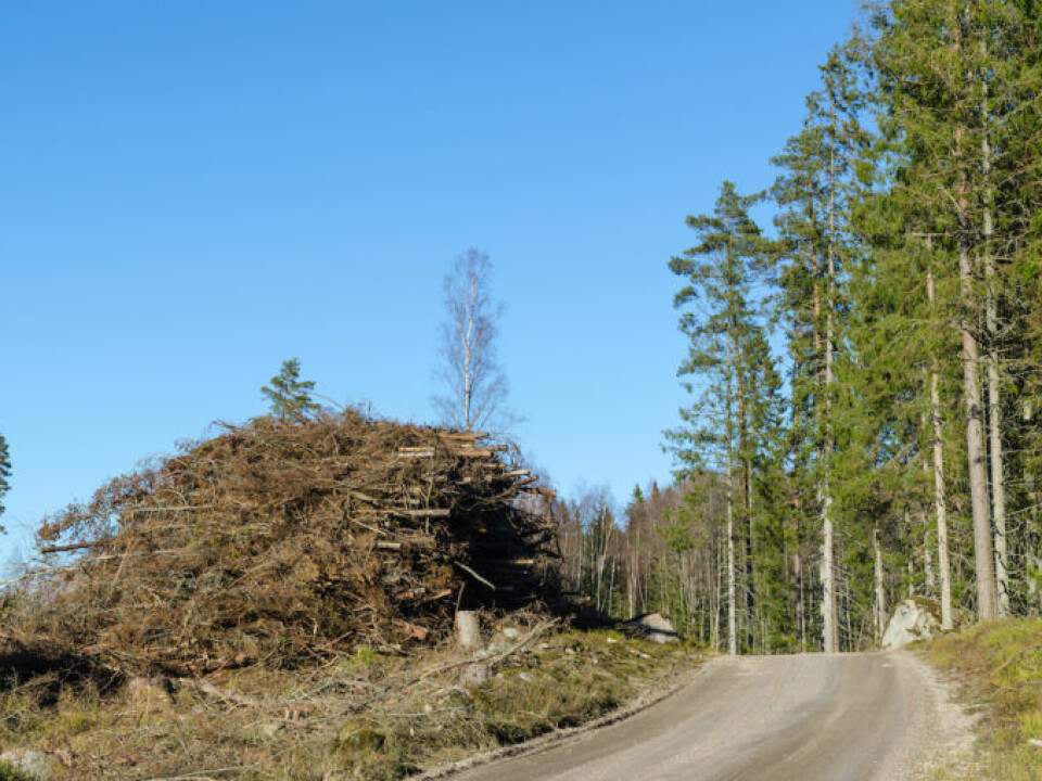 These leftovers from a clearcut — branches and tree tops that aren’t currently being used in Norway — could be transformed into bio jet fuel. (Photo: Colourbox)