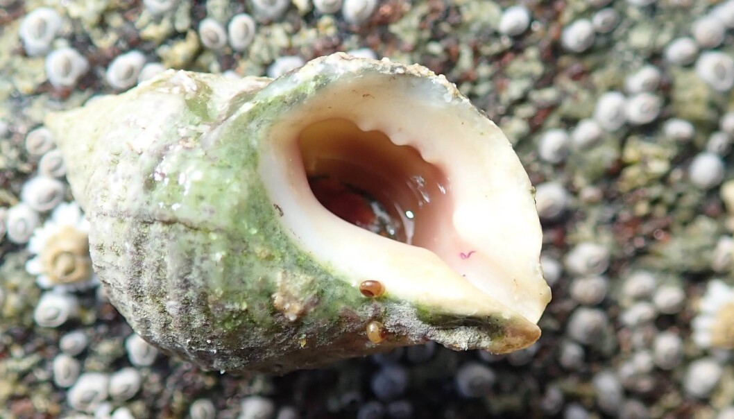 Dogwhelk with characteristic thick shell, where the last turn is 80 %. The shell has spiral shaped strips and downward ribs that form a square pattern. The opening is shaped like an outer thick lip, and the tagged edge shows adult individual. The siphon channel is short and marked. The thickness and shape vary, up to 4 cm height and over 2 cm width. The shell colour varies and reflect their food. The shell is white when it eats barnacles, and grayish when the snails have eaten blue mussel. (Photo: Lise Tveiten, NIVA.) Dogwhelk with characteristic thick shell, where the last turn is 80 %. The shell has spiral shaped strips and downward ribs that form a square pattern. The opening is shaped like an outer thick lip, and the tagged edge shows adult individual. The siphon channel is short and marked. The thickness and shape vary, up to 4 cm height and over 2 cm width. The shell colour varies and reflect their food. The shell is white when it eats barnacles, and grayish when the snails have eaten blue mussel. (Photo: Lise Tveiten, NIVA.)