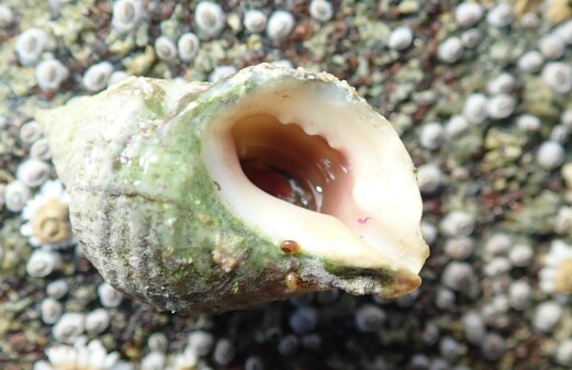 Restriction on pollution helps: Infertile snails have recovered along the Norwegian coast