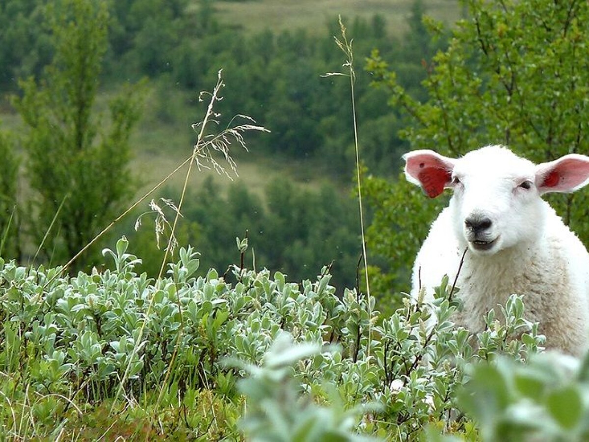 What does sheep grazing do to the mountains? What does sheep grazing do to the mountains?