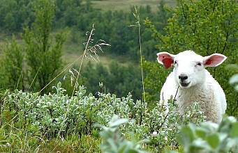 What does sheep grazing do to the mountains?