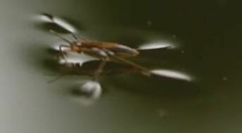 Øyeblikket: Derfor kan insekter gå på vannet