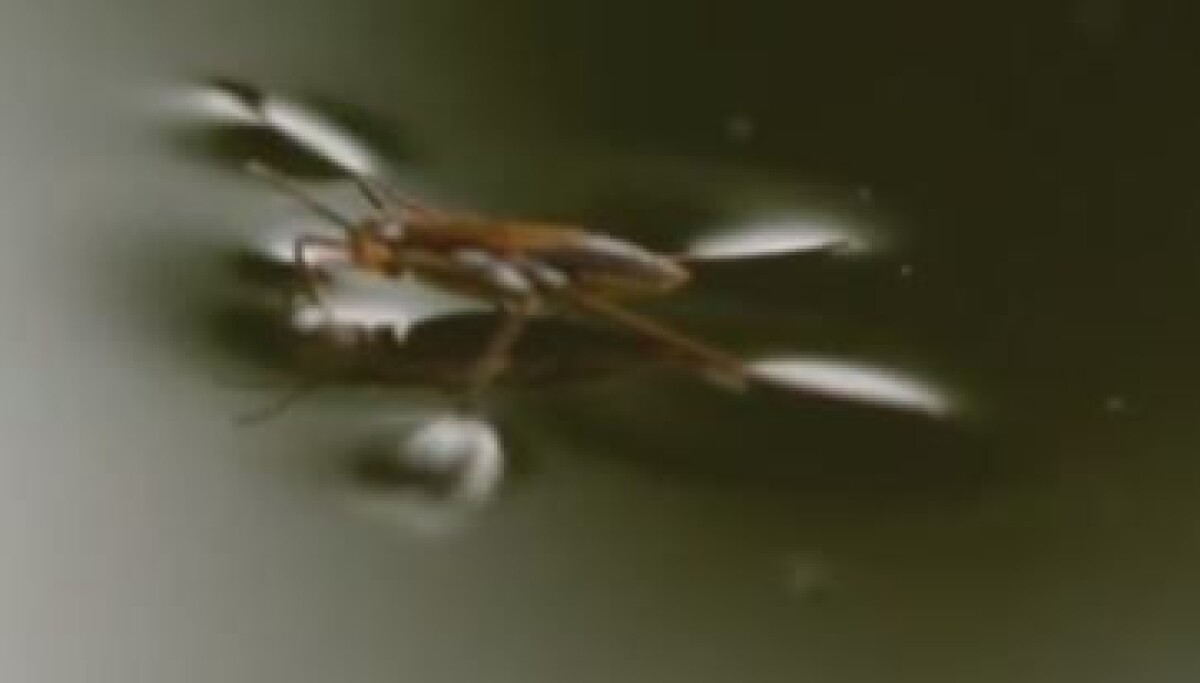 yeblikket Derfor Kan Insekter G P Vannet yeblikket-derfor-kan-insekter-g-p-vannet