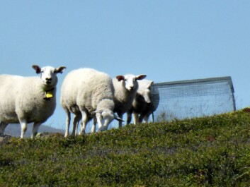 You can just hear the sheep thinking to themselves, “What are these weird cages?” (Photo: Mia Vedel Sørensen) You can just hear the sheep thinking to themselves, “What are these weird cages?” (Photo: Mia Vedel Sørensen)