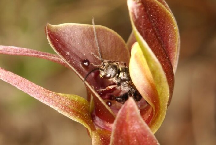 Dette er orkidéen C.valida med sin "egen" vepseart, N.monticola. (Foto: Rod Peakall) Dette er orkidéen C.valida med sin "egen" vepseart, N.monticola. (Foto: Rod Peakall)