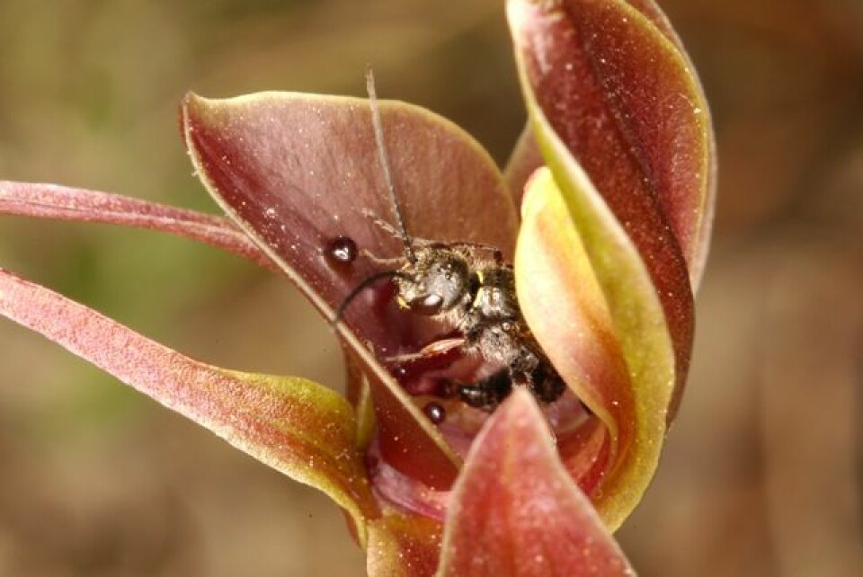 Dette er orkidéen C.valida med sin 'egen' vepseart, N.monticola. (Foto: Rod Peakall)