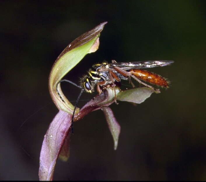 Orkidéarten C.trapiformis med sin veps. (Foto: Rod Peakall) Orkidéarten C.trapiformis med sin veps. (Foto: Rod Peakall)