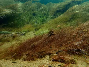 Dense underwater vegetation in Otra river (Photo: Therese Fosholt Moe, NIVA)